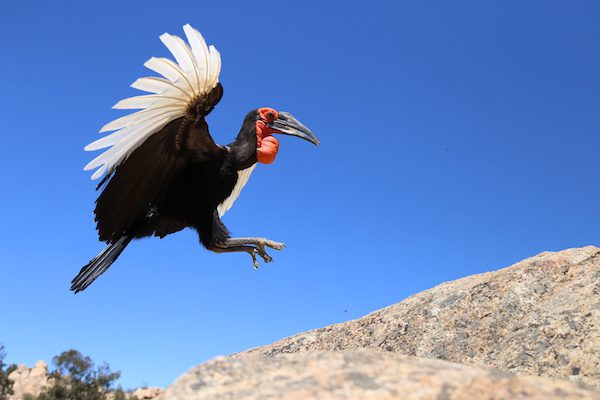 07August-Kipling-Southern-Ground-Hornbill-copy