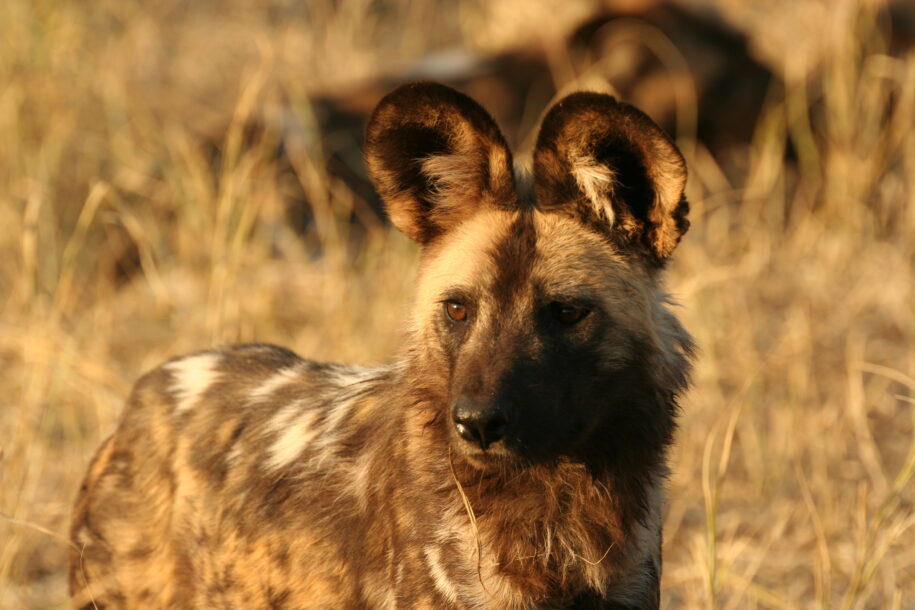 Wild Dog