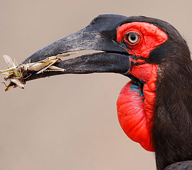 Southern-Ground-Hornbill-ENDANGERED