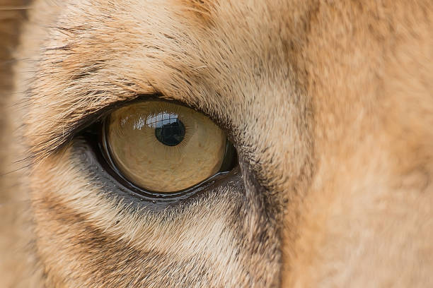 lion eye