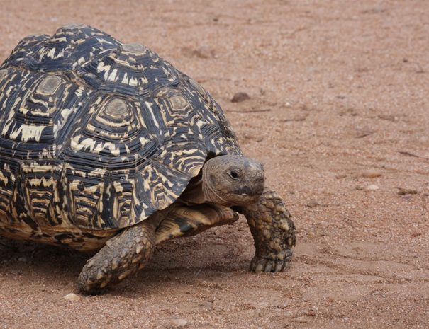 leopard_tortoise