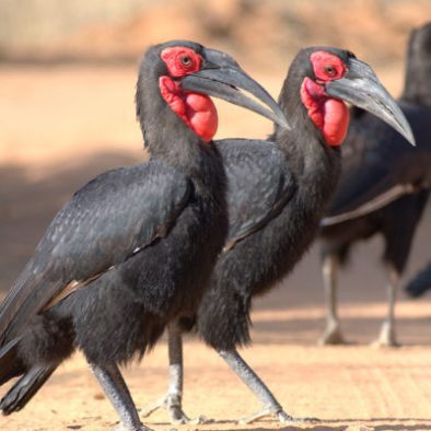 mabula-ground-hornbill-post-11-600x400