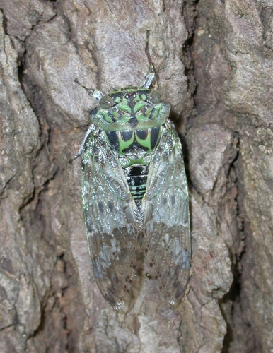 insects cicada