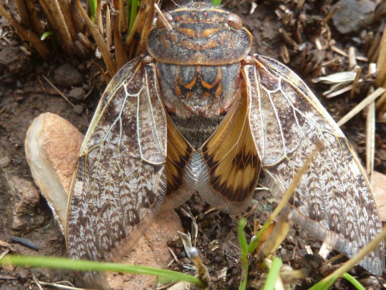 insects cicada