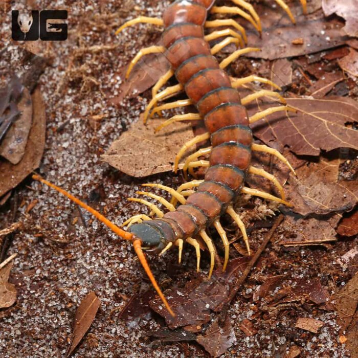 Centipede